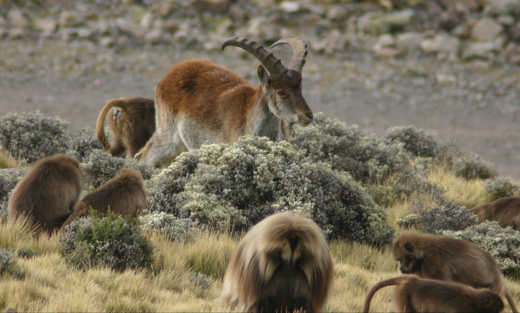 Ibex et babouins de Gelada